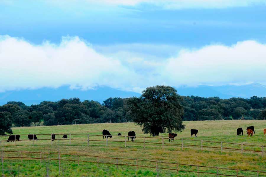 Manejo Holístico, una gestión agroganadera integrada